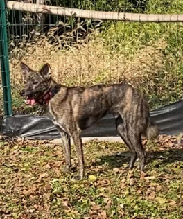 引きしまったわさびくんの写真